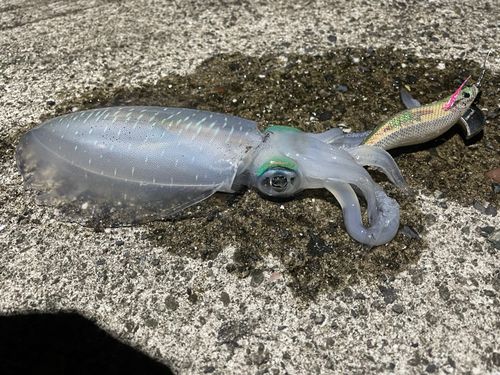 アオリイカの釣果
