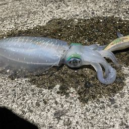 アオリイカ