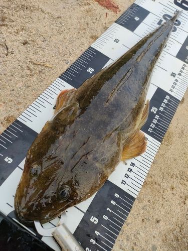 マゴチの釣果