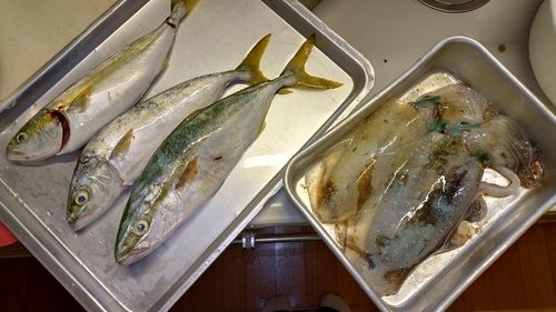 アオリイカの釣果