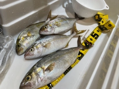 ショゴの釣果