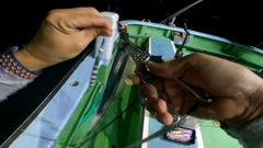 タチウオの釣果