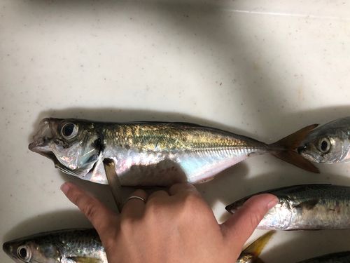 アジの釣果