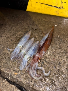 マイカの釣果
