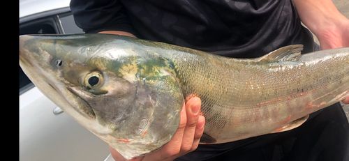 アキアジの釣果