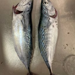 マルソウダ