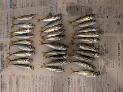 アジの釣果