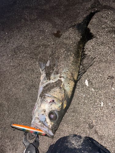 三陸海岸（青森）