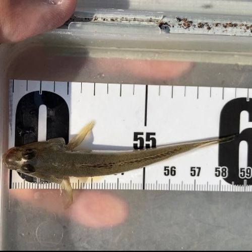 マハゼの釣果