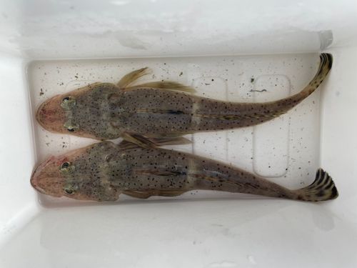 イネゴチの釣果
