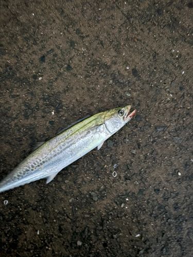 サゴシの釣果
