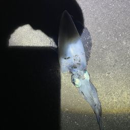 アオリイカ