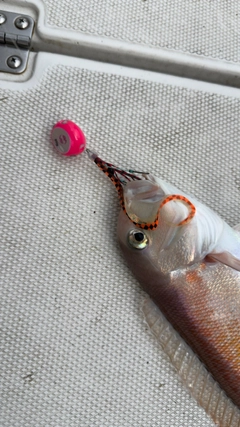 シロアマダイの釣果