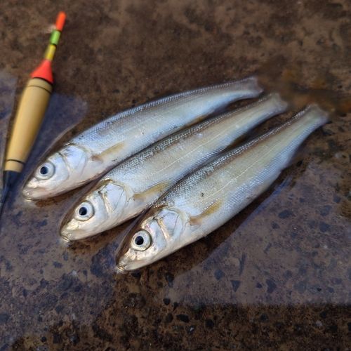 ウグイの釣果