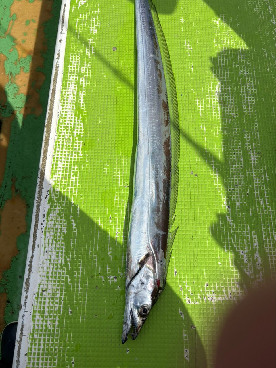 P-まっつさんの釣果 2枚目の画像