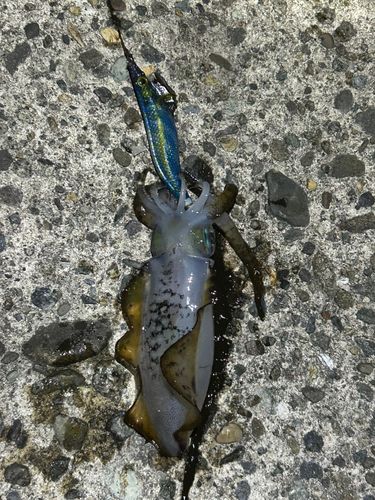 アオリイカの釣果