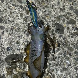 アオリイカ