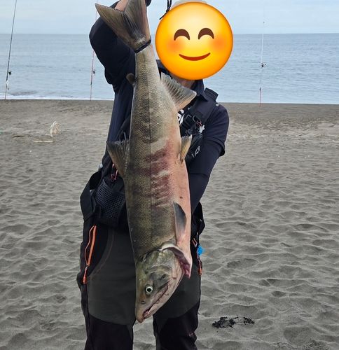 サケの釣果