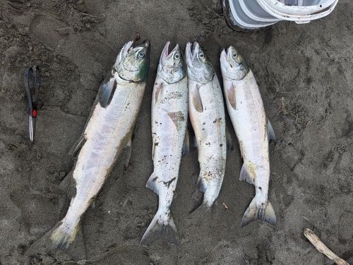 サケの釣果