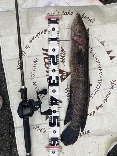 ライギョの釣果