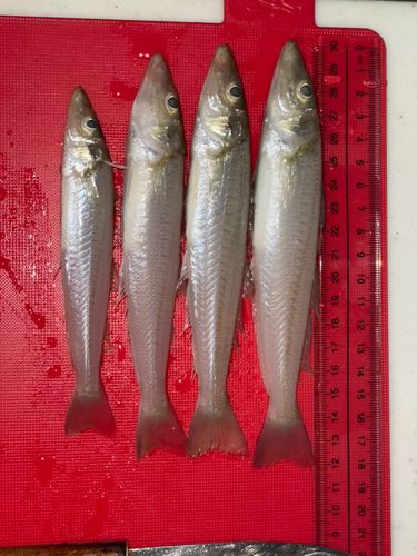 キスの釣果