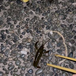 アメリカザリガニ