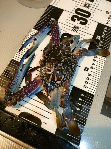 ワタリガニの釣果