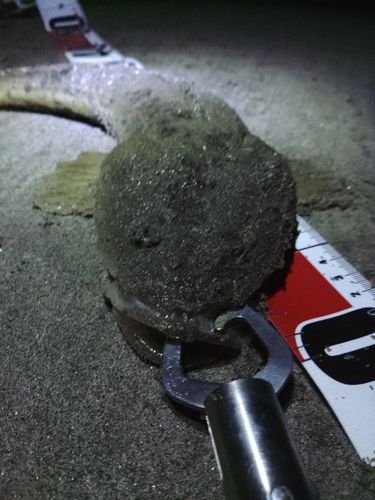 マゴチの釣果