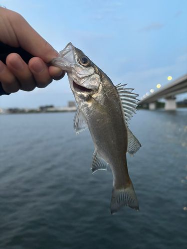相模川下流