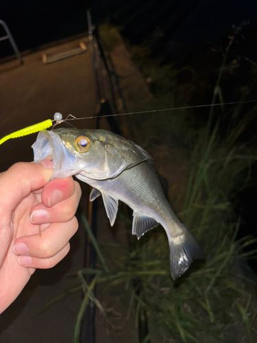 セイゴ（マルスズキ）の釣果