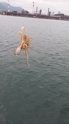 日明海峡釣り公園