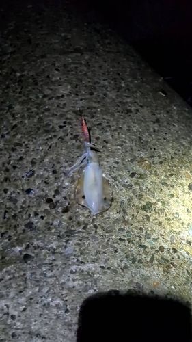 釣果
