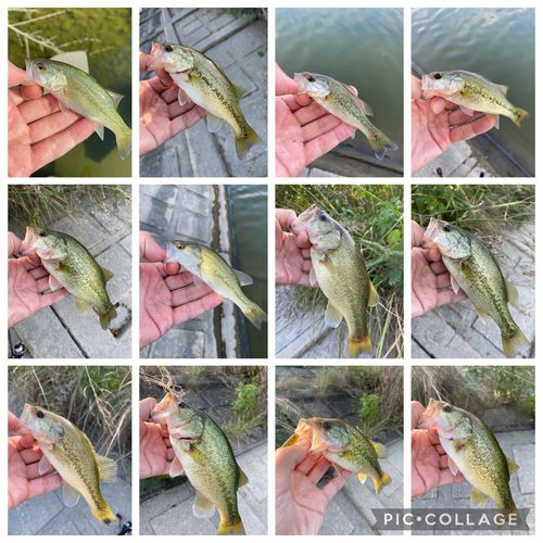 ブラックバスの釣果