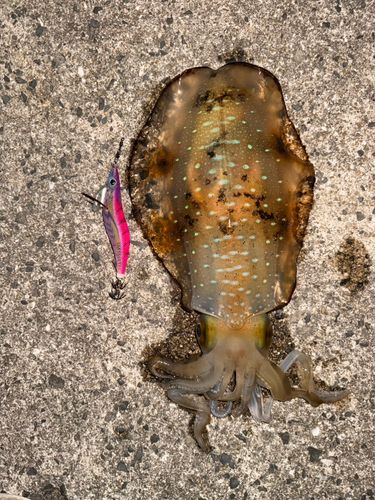 アオリイカの釣果