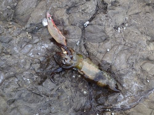アオリイカの釣果