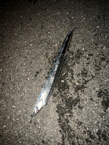 タチウオの釣果