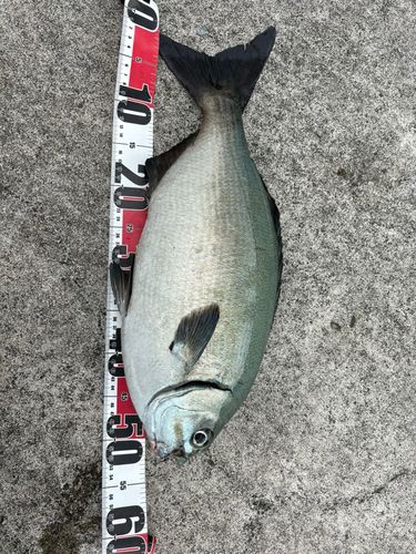 イスズミの釣果
