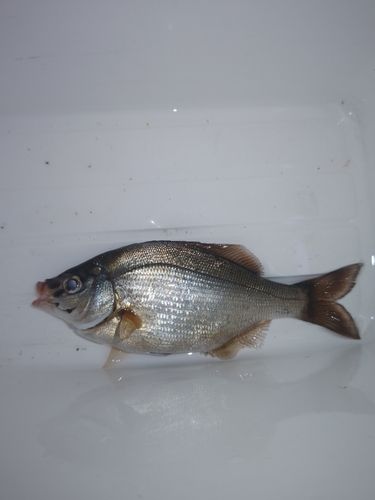 気仙沼湾