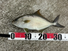 カンパチの釣果