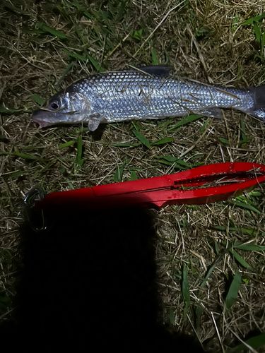 ニゴイの釣果