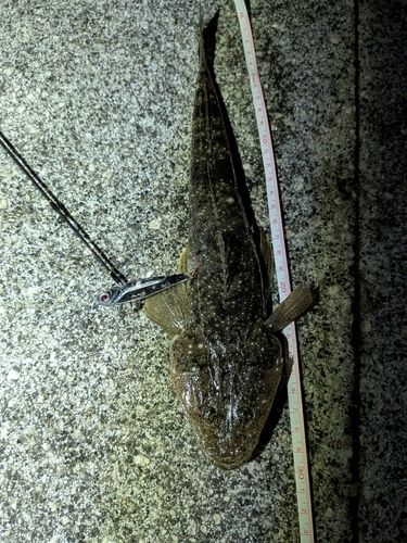 マゴチの釣果
