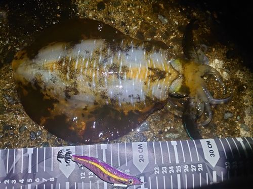 アオリイカの釣果