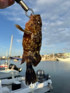 カサゴの釣果