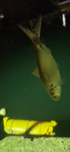 コノシロの釣果