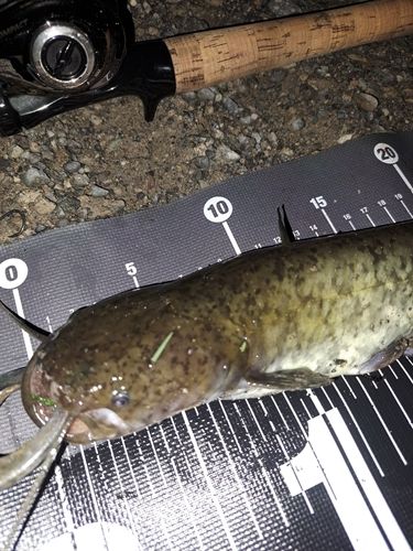 ナマズの釣果
