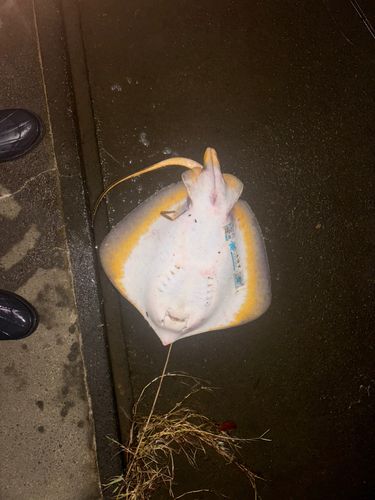 エイの釣果