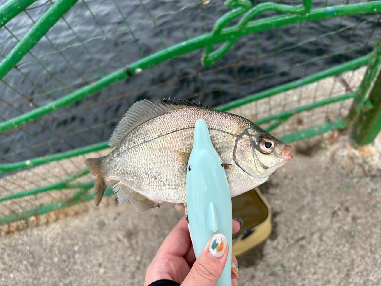 ウミタナゴ