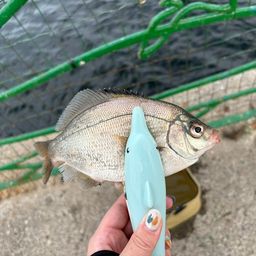 ウミタナゴ