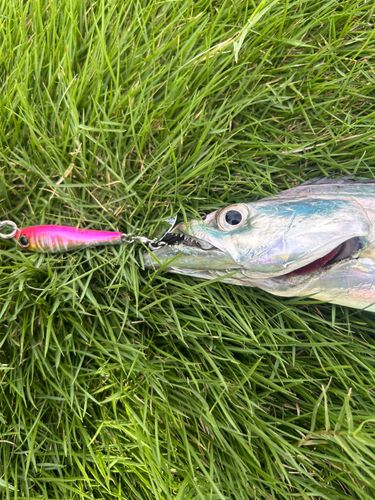 タチウオの釣果