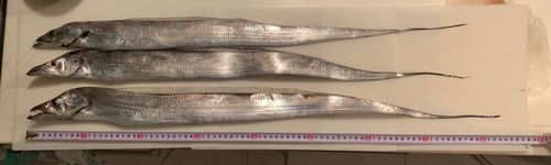 タチウオの釣果